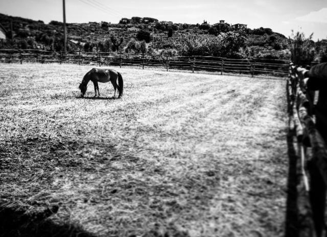 קסטנייטו קרדוצ'י Agriturismo Quattro Pini מראה חיצוני תמונה